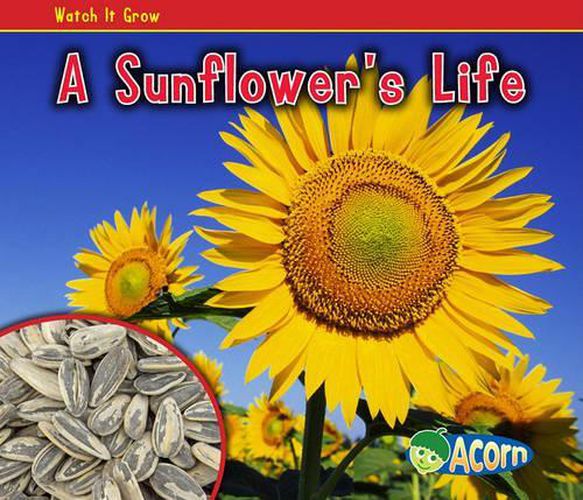 Cover image for A Sunflowers Life (Watch it Grow)