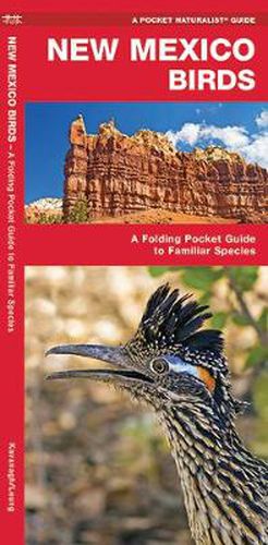 Cover image for New Mexico Birds: A Folding Pocket Guide to Familiar Species