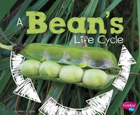 Cover image for A Beans Life Cycle (Explore Life Cycles)