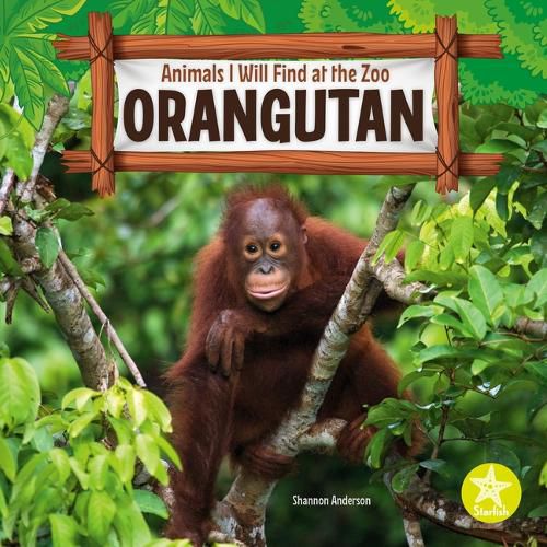 Orangutan