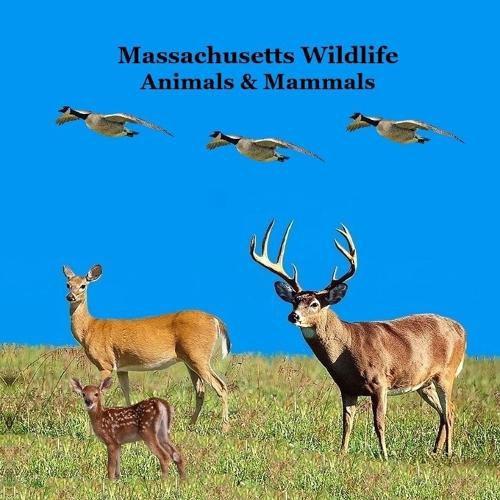 Cover image for Massachusetts Animals and Mammals Kids Wildlife Book