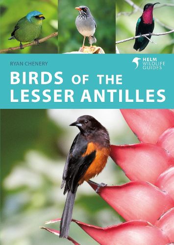 Cover image for Birds of the Lesser Antilles