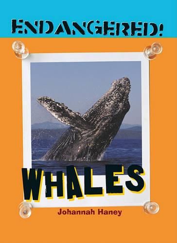 Cover image for Whales