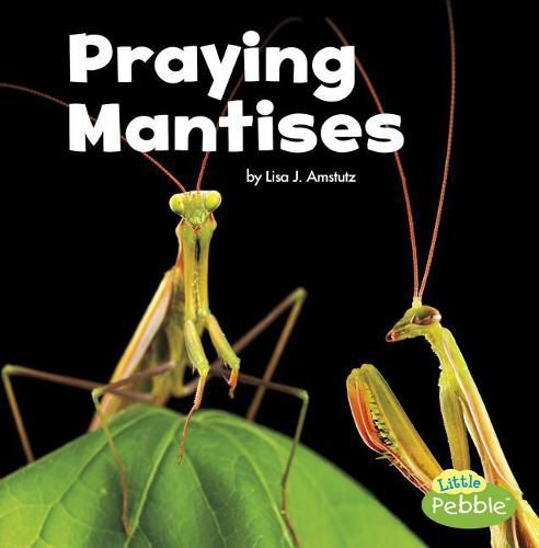 Cover image for Praying Mantises (Little Critters)