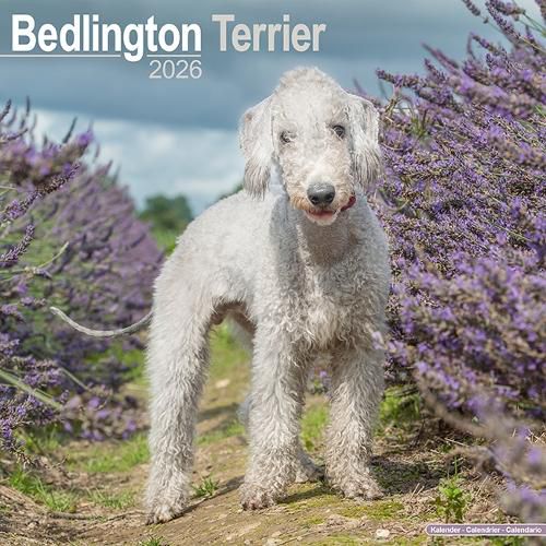 Cover image for Bedlington Terrier Calendar 2026 Square Dog Breed Wall Calendar - 16 Month