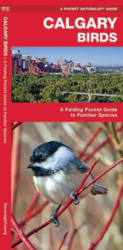 Cover image for Calgary Birds: A Folding Pocket Guide to Familiar Species