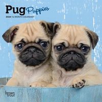 Cover image for Pug Puppies 2020 Mini Wall Calendar