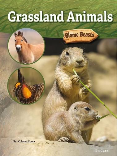 Grassland Animals