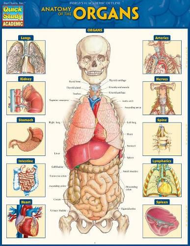 Cover image for Anatomy of the Organs: QuickStudy Laminated Reference Guide