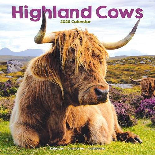 Cover image for Highland Cows Calendar 2026 Square Animal Wall Calendar - 16 Month