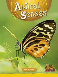Cover image for Animal Senses