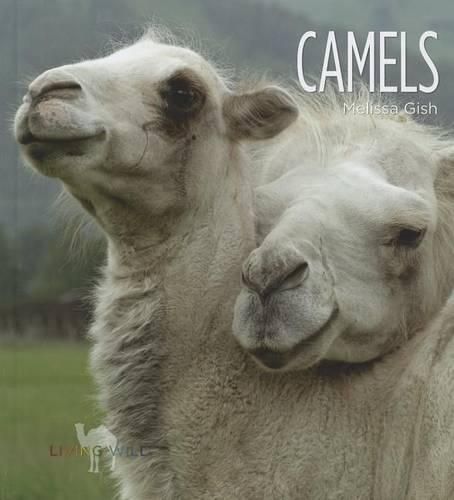 Camels