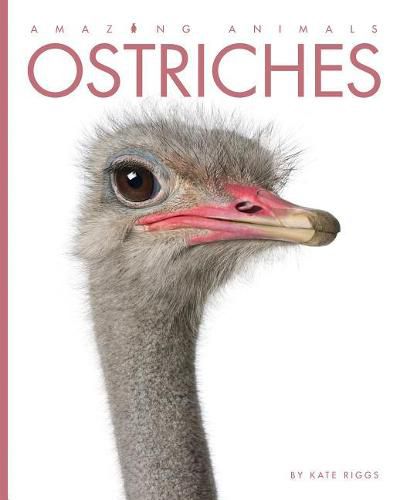 Ostriches