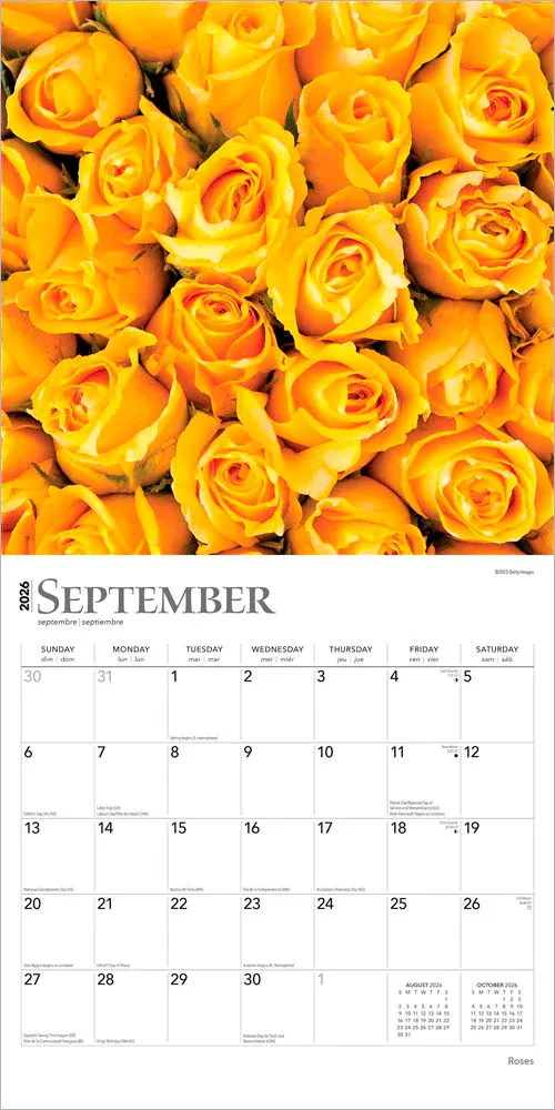 Roses 2026 12 X 24 Inch (Hanging) Monthly Square Wall Calendar Plastic-Free