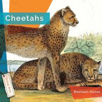Cover image for Cheetahs
