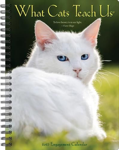 Cover image for What Cats Teach Us 2023 Engagement Calendar