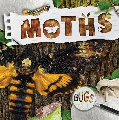 Cover image for Moths