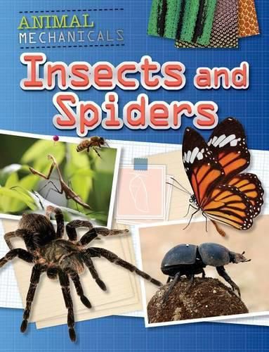Cover image for Insects and Spiders