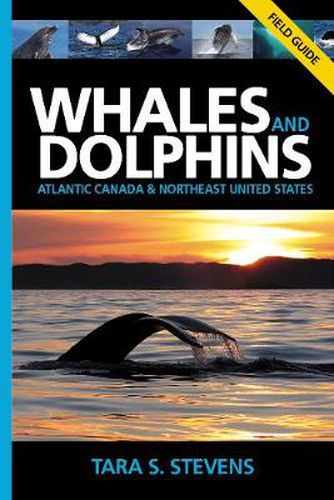 Cover image for Whales & Dolphins of Atlantic Canada & Northeast United States: Field Guide