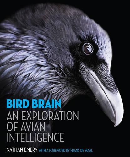 Cover image for Bird Brain: An Exploration of Avian Intelligence