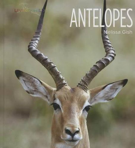 Antelopes