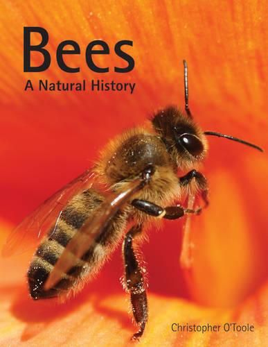 Cover image for Bees: A Natural History