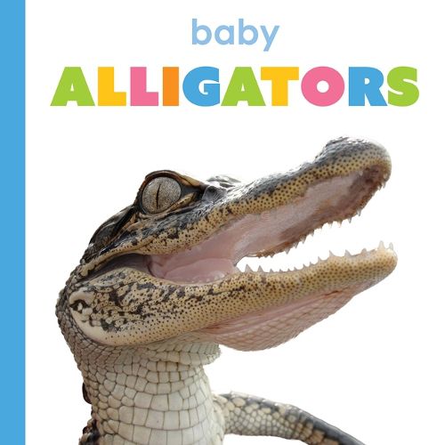 Cover image for Baby Alligators