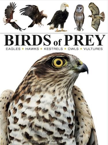 Cover image for Birds of Prey