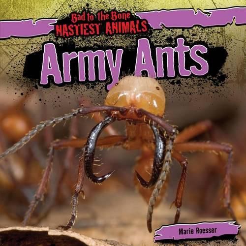 Cover image for Army Ants