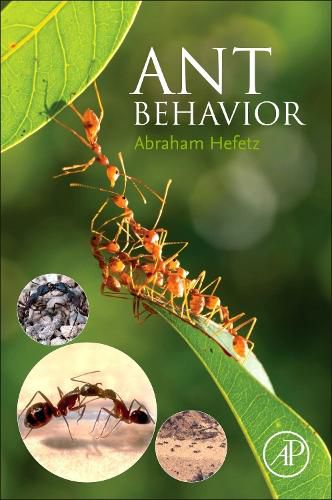 Cover image for Ant Behavior