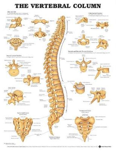 Cover image for The Vertebral Column Anatomical Chart