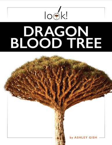 Cover image for Dragon Blood Tree