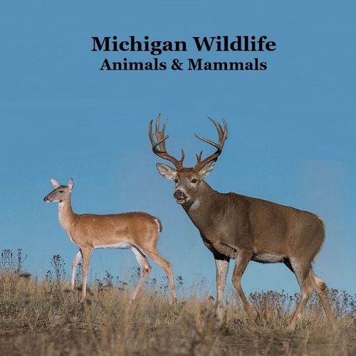 Cover image for Michigan Animals and Mammals Wildlife Book