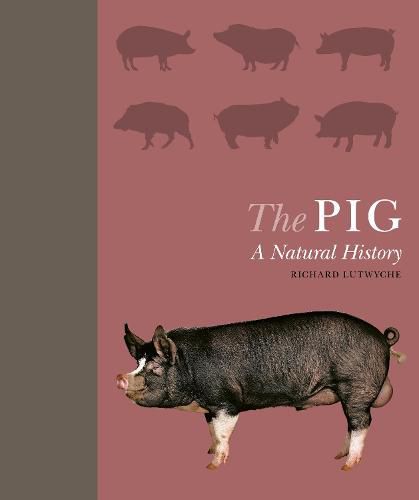 Cover image for The Pig: A Natural History