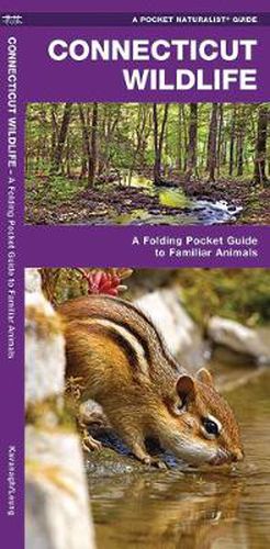 Cover image for Connecticut Wildlife: A Folding Pocket Guide to Familiar Species