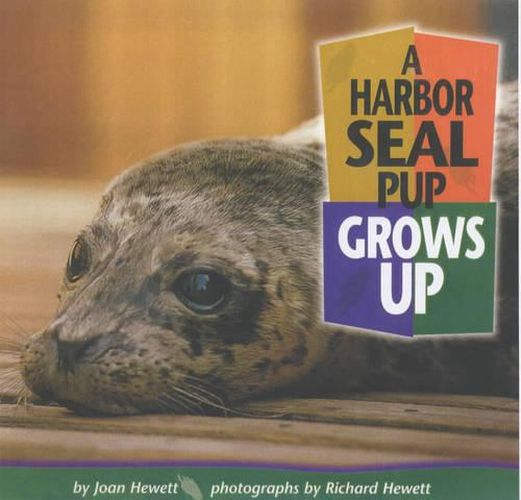 Cover image for A Harbor Seal Pup Grows Up