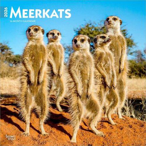 Cover image for Meerkats 2026 Square Wall Calendar