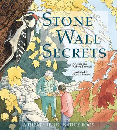 Cover image for Stone Wall Secrets (Tilbury House Nature Book)