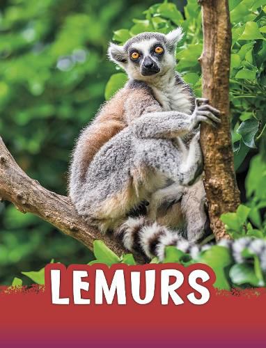 Cover image for Lemurs