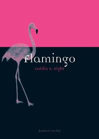 Cover image for Flamingo