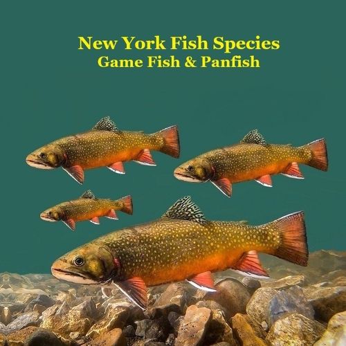 Cover image for New York Game Fish and Panfish Species Kids Book