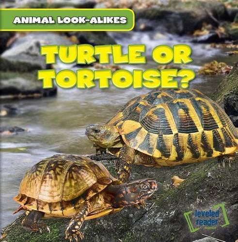 Cover image for Turtle or Tortoise?