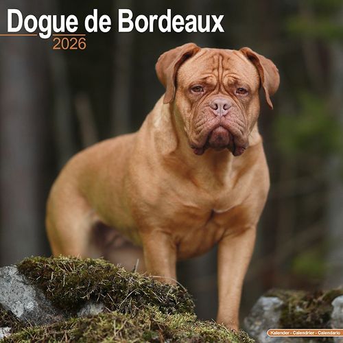 Cover image for Dogue De Bordeaux Calendar 2026 Square Dog Breed Wall Calendar - 16 Month