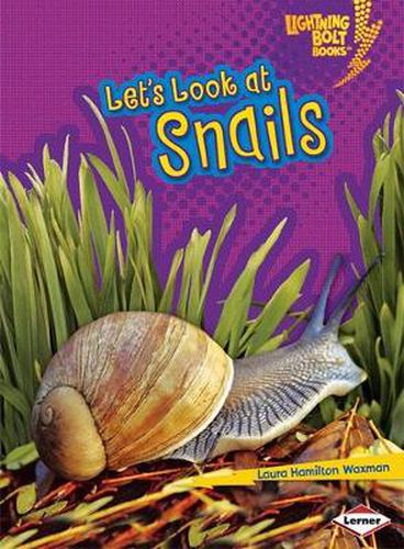 Cover image for Lets Look at Snails