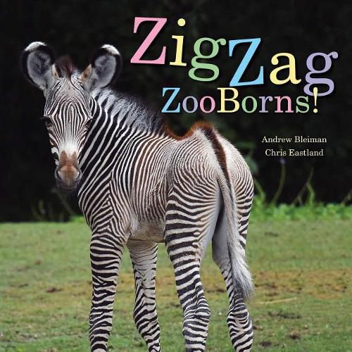 Cover image for Zigzag Zooborns!: Zoo Baby Colors and Patterns