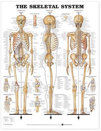 Cover image for The Skeletal System Anatomical Chart