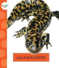 Cover image for Salamanders