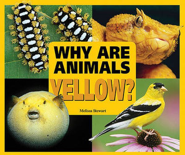 Why are Animals Yellow?