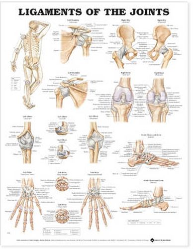 Cover image for Ligaments of the Joints Anatomical Chart