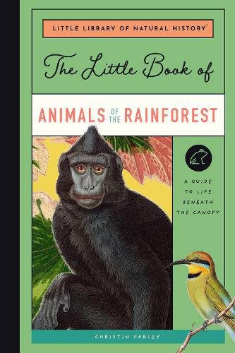 Little Book of Animals of the Rainforest: A Guide to Life Beneath the Canopy